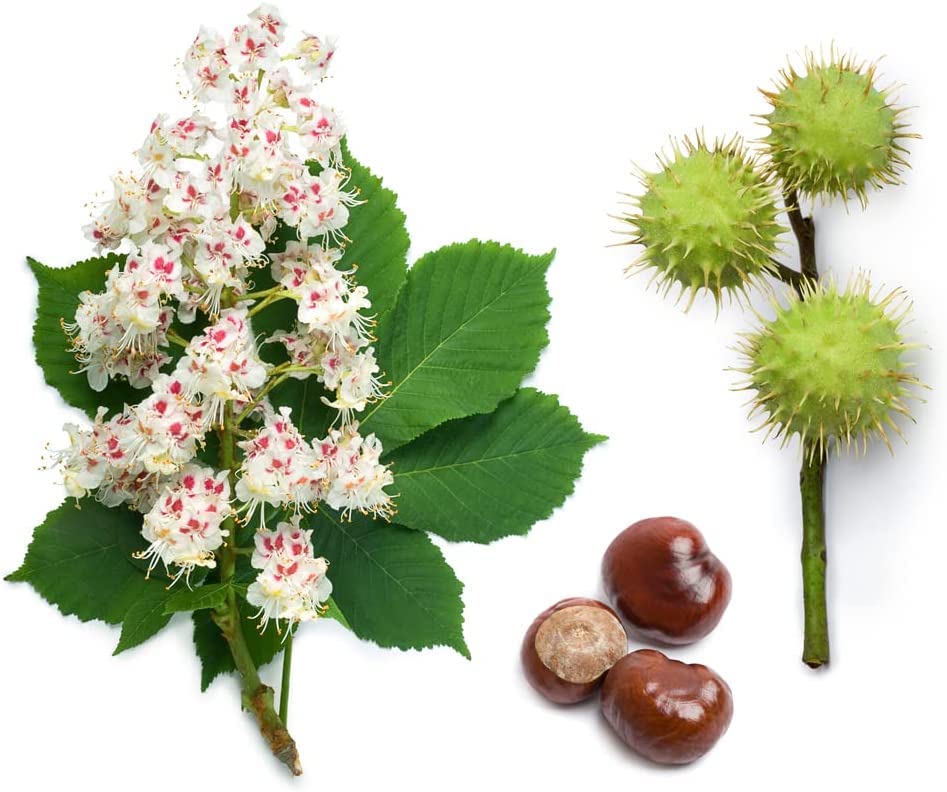 Horse Chestnut Seeds for Planting - Amazing and Exotic Fruit Tree