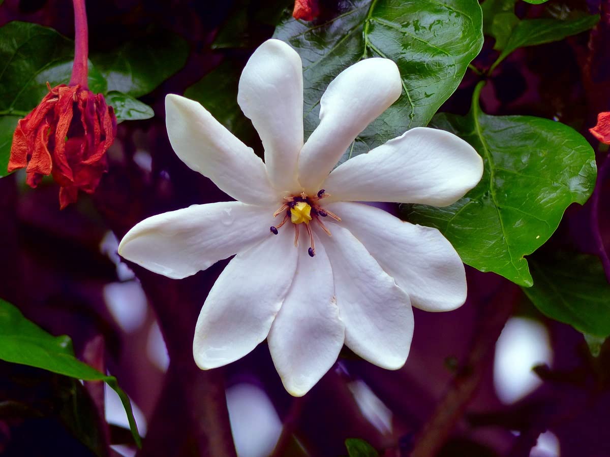 25 Cape Jasmine Flower Seeds - Small Flowering Bush