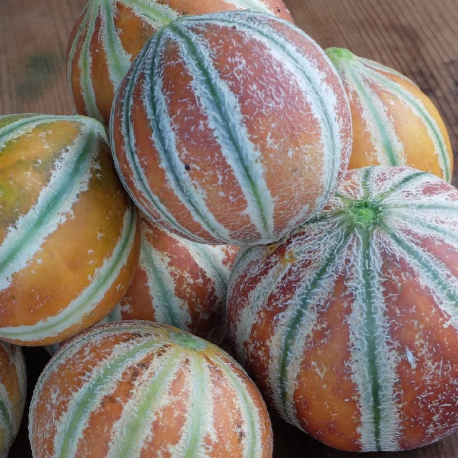 10 Kajari Melon Seeds, Cucumis Melo, Indian Delhi Melon Seeds - 10 Seeds for Planting