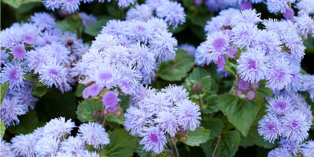 Blue Planet Ageratum Flower Seeds for Planting (1,000 Seeds) - Ageratum houstonianum - Exotic Blue Flossflower