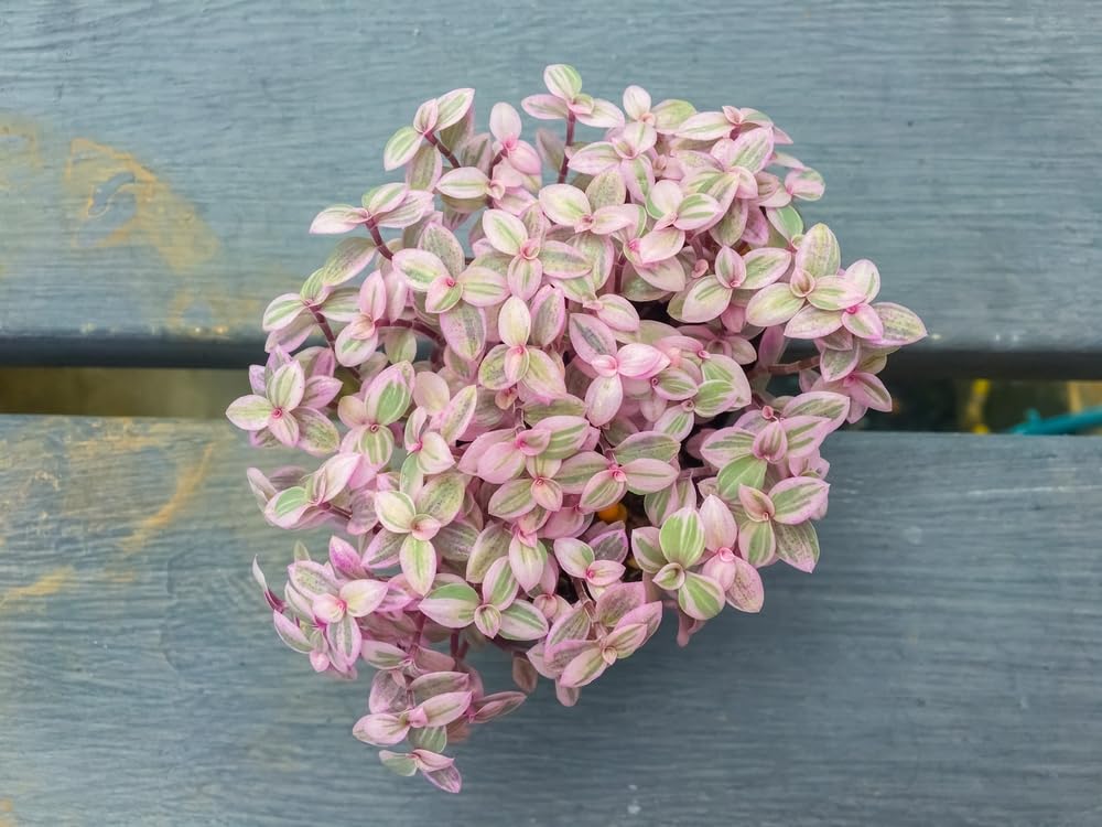 5 Pink Lady Succulent Plant Cuttings (Unrooted) - Callisia Repens - 2-3 Inches Long