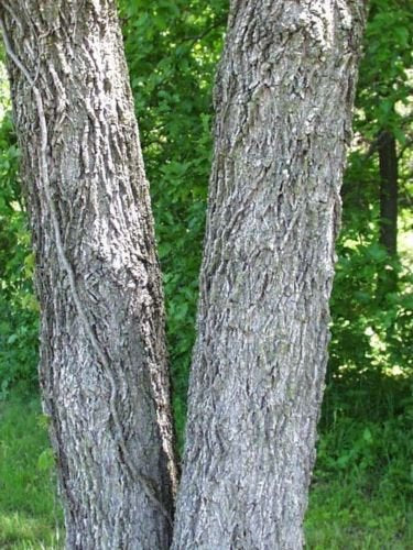 Black Walnut, Juglans Nigra, (Northern Source), Tree 3 Seeds