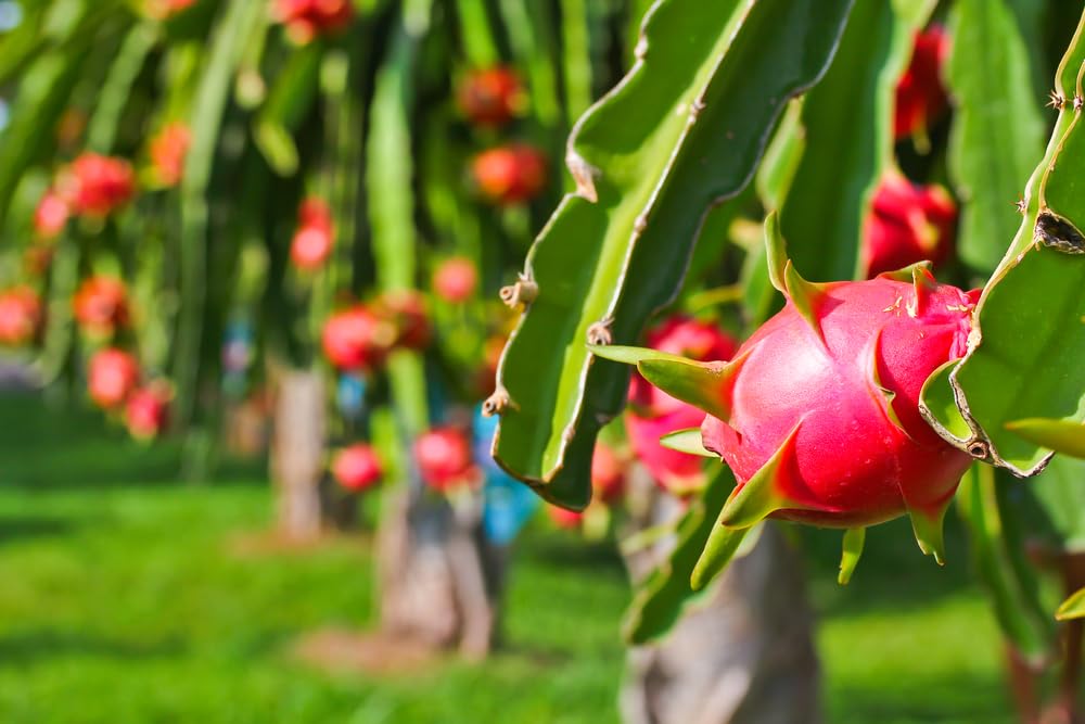 200 Dragon Fruit Seeds, Hylocereus Triangularis - Luscious Fruit and Fragrant Night-Blooming Blooms