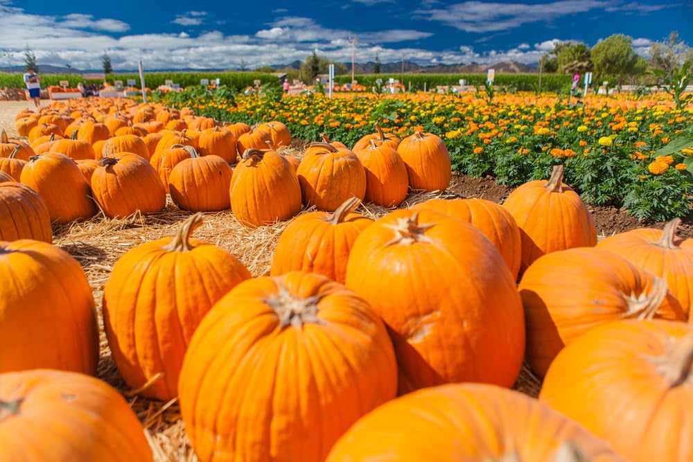 10 Orange Pumpkin Seeds for Planting - Big Max Pumpkin Seeds - Grow a Pumpkin Patch