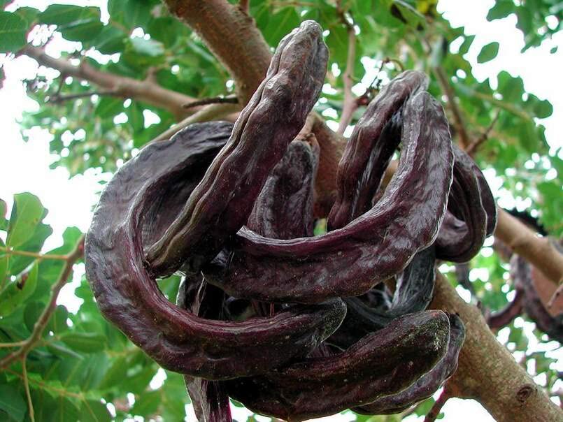 St. John's Bread Tree Seeds for Planting (10 Seeds) - Ceratonia Siliqua, Carob Tree