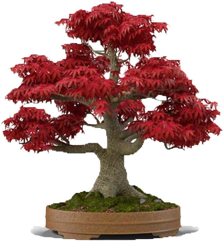 Bonsai Seed Bundle 
