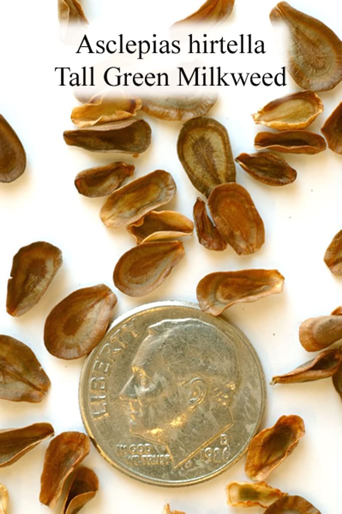 Tall Green Milkweed Seeds for Planting (50 Seeds) - Asclepias hirtella