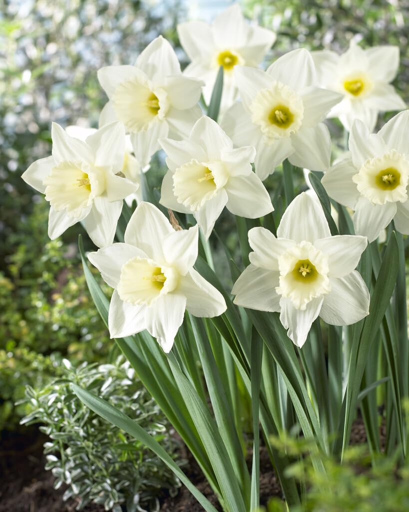 Mount Hood Large Trumpet Daffodil Bulbs for Planting - Large White Elegant Blooms