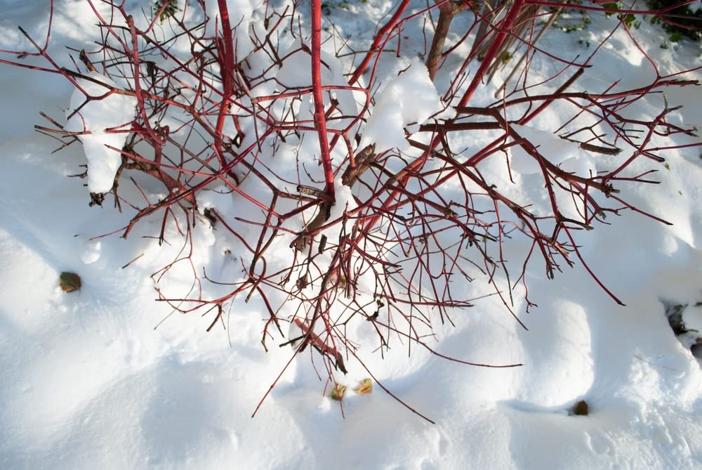 Bloodtwig Dogwood Bush Seeds for Planting (40 Seeds) - Cornus sanguinea