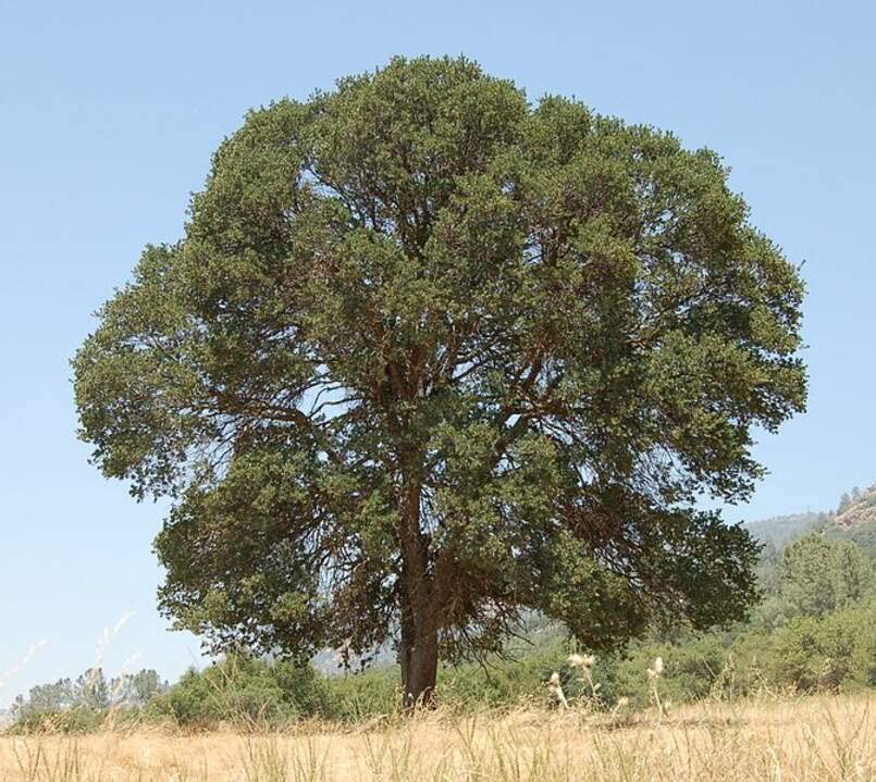 Blue Oak Tree Seeds for Planting | 5 Big Healthy Seeds | Blue Oak is Prized for Attractive Leafs and Acorns