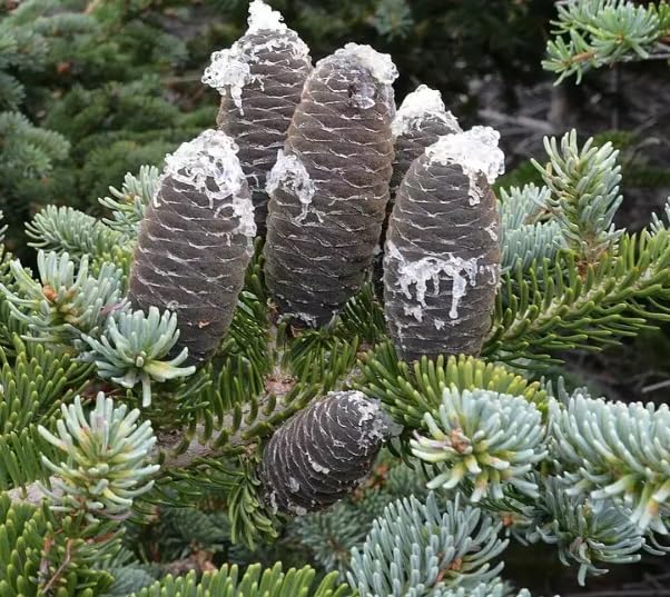 50 Blue Balsam Fir Tree Seeds for Planting
