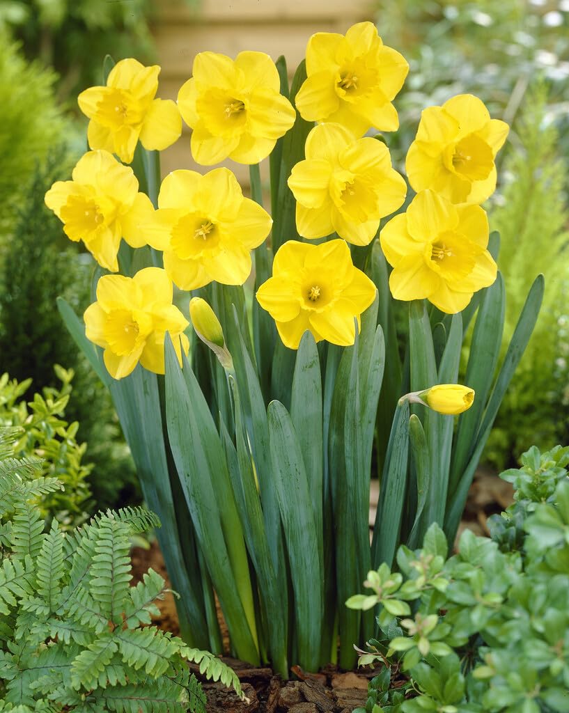 10 Camelot Large Cupped Daffodil Bulbs for Planting - Stunning Color and Large Blooms