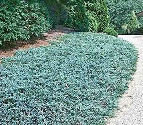 Creeping Juniper Ground Cover Plant Seeds for Planting | 20+ Seeds of Juniperus horizontalis | Highly Prized for Garden and Landscaping