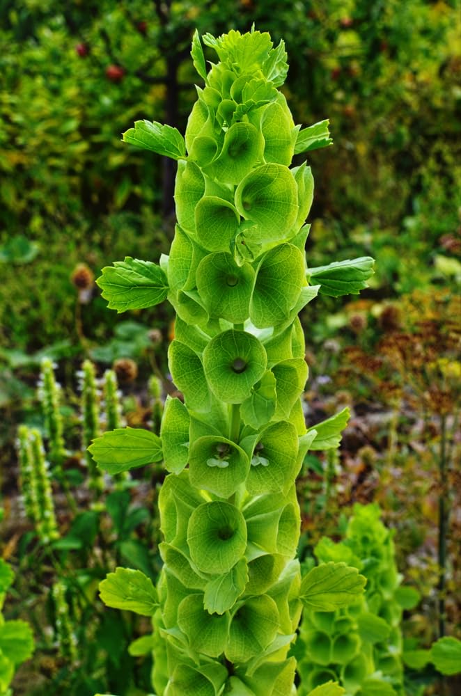 50 Bells of Ireland Flower Seeds - Excellent for Cut Flower Display, Grow The Luck of The Irish