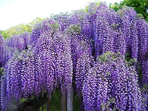 Beautiful Blue Moon Wisteria, Vine Plant, Attracts Hummingbirds, Potted Plant Fragrant Flowrs, in Dormancy (1-2 Feet). not for Sale California