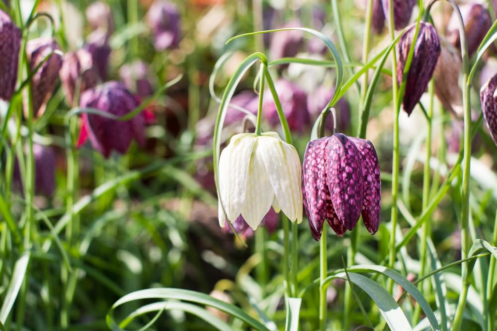 Mixed Fritillaria Meleagris Alba Bulbs for Planting - Snakes Head Fritillary, Checkered Lily