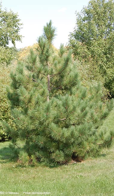 Red Pine Tree Seedlings for Planting - Evergreen Tree Seedlings - Landscaping or Wind Block Trees - No Ship to California