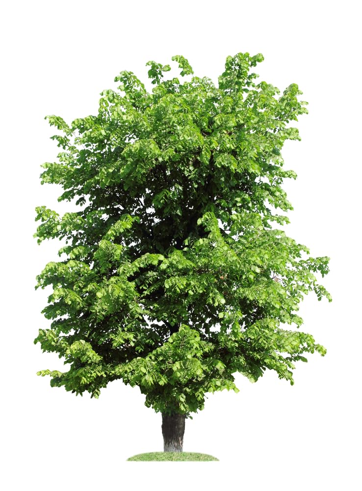 Winged Elm Tree Seedlings for Planting - No Ship to California