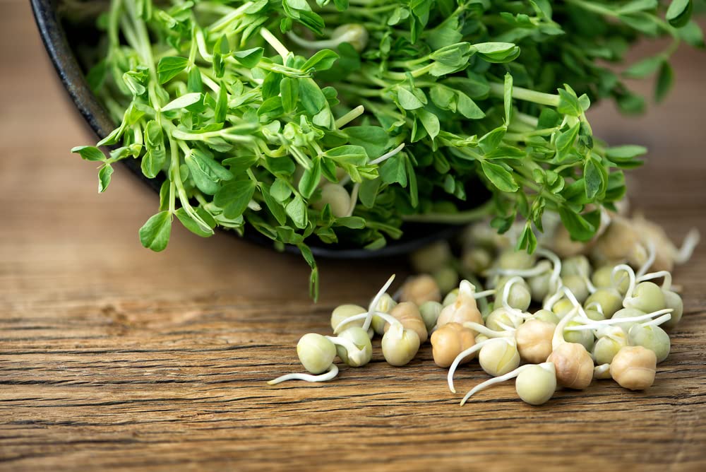 Lentils Sprouts Seeds (100 Seeds) Grow Tasty and Delicious Sprouts in Just Water