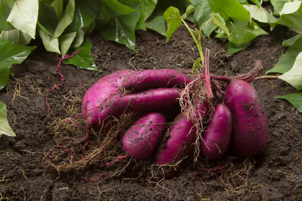 Purple Sweet Potato Slips for Planting - Grow Your Own Purple Sweet Potatos (5 Plant Slips)