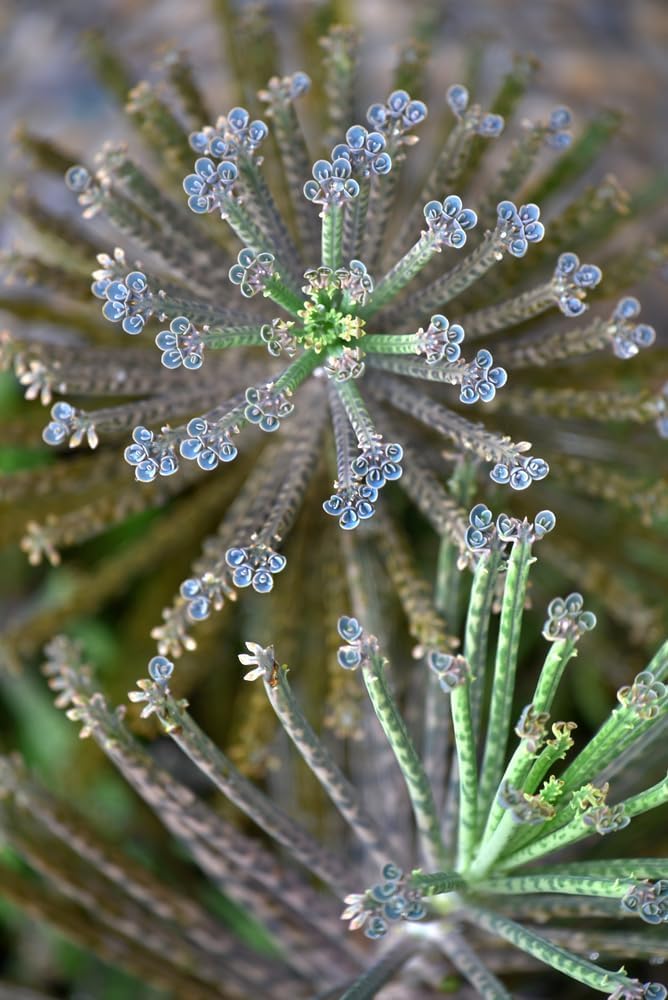 Mother of Millions Live Starter Plant in 2 Inch Pot - Kalanchoe Delagoensis