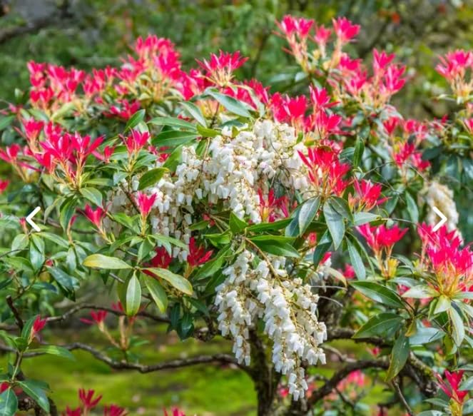 Japanese Andromeda Bush Seeds for Planting (30 Seeds) - Pieris Japonica, Japanese Pieris, Forest Flame