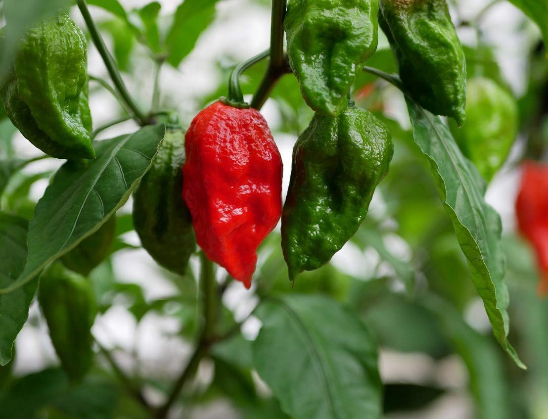 100+ Ghost Hot Pepper Seeds-bhut jolokia Red Hot Chili Vegetable Seed Organic