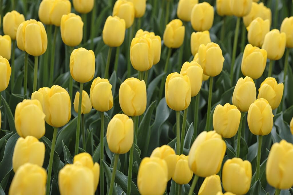Yellow Tulip Bulbs for Planting - Novi Sun Tulip Bulbs, Perennial Garden Flowers