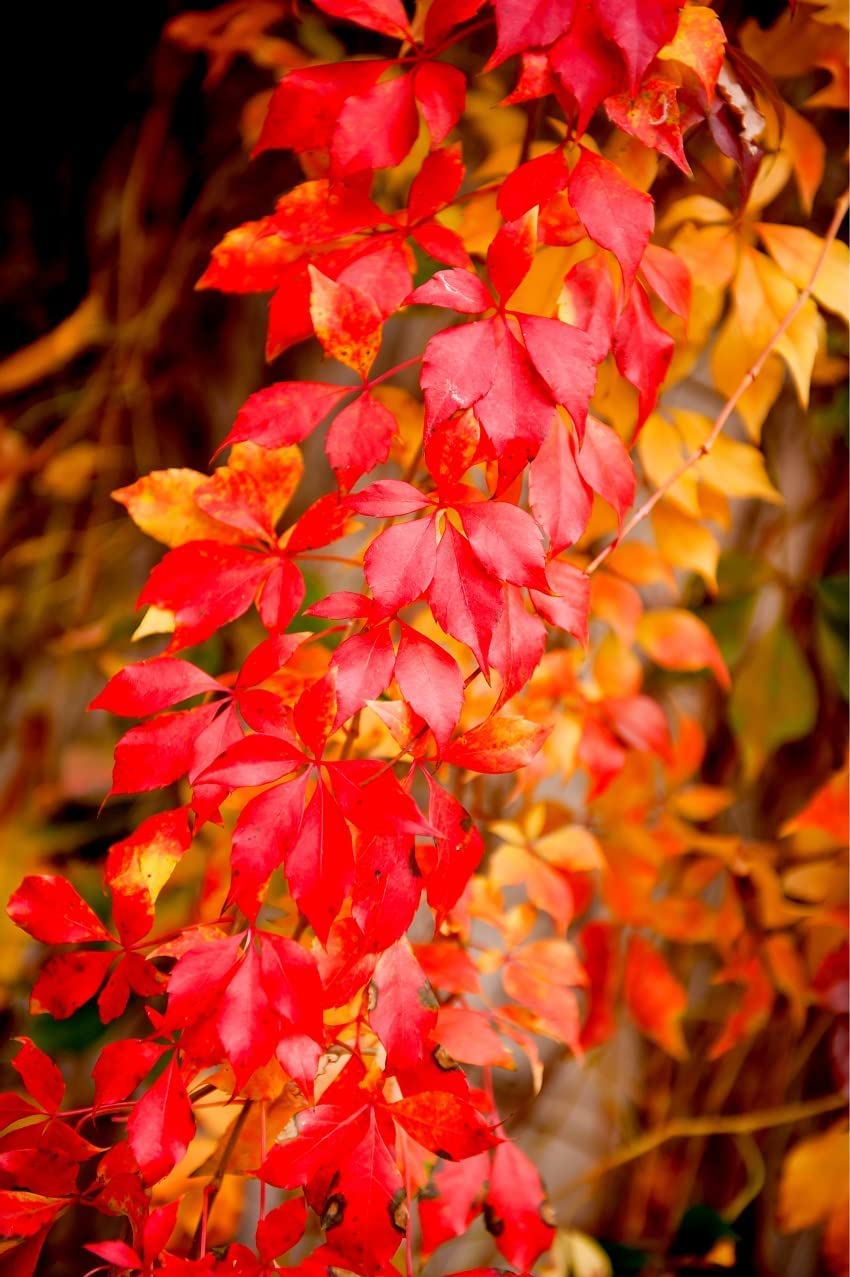 Virgina Creeper Vine Seedlings for Planting - Grows on Walls, Fences, Trellis