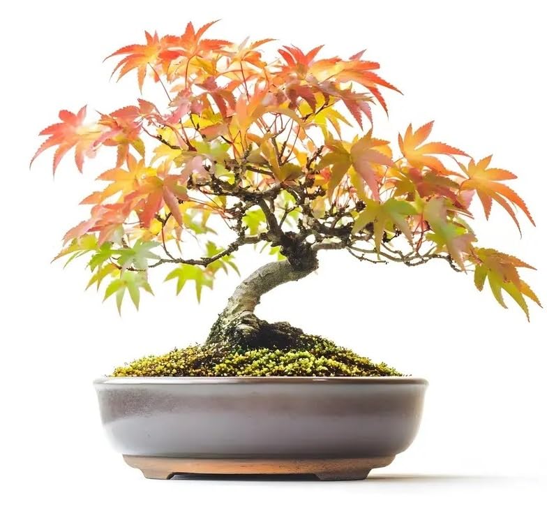 30 Japanese Flame Maple Bonsai Tree Seeds for Planting