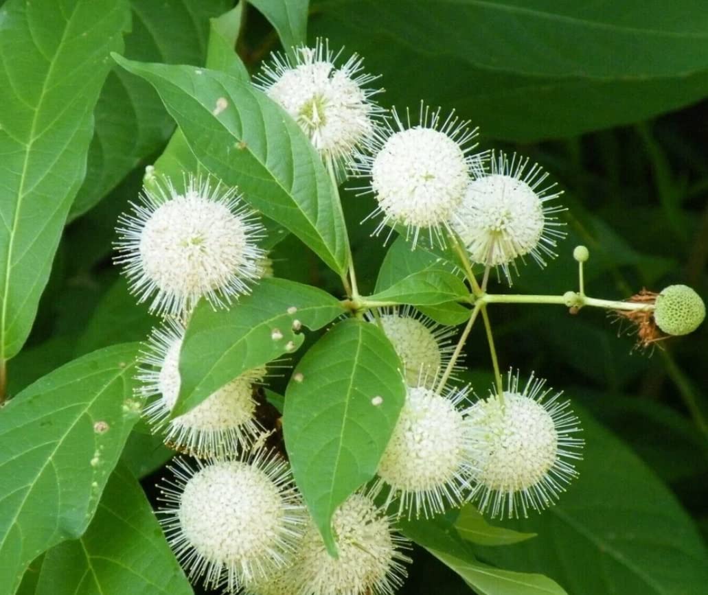 Buttonbush Seeds for Planting - 50 Seeds - Cephalanthus occidentalis