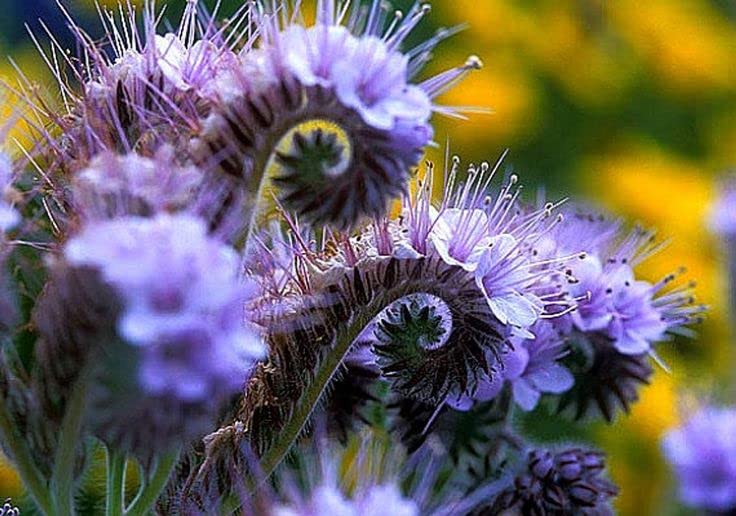 Lacy Phacelia Wildflower Seeds - 250 Seeds - Easy to Grow