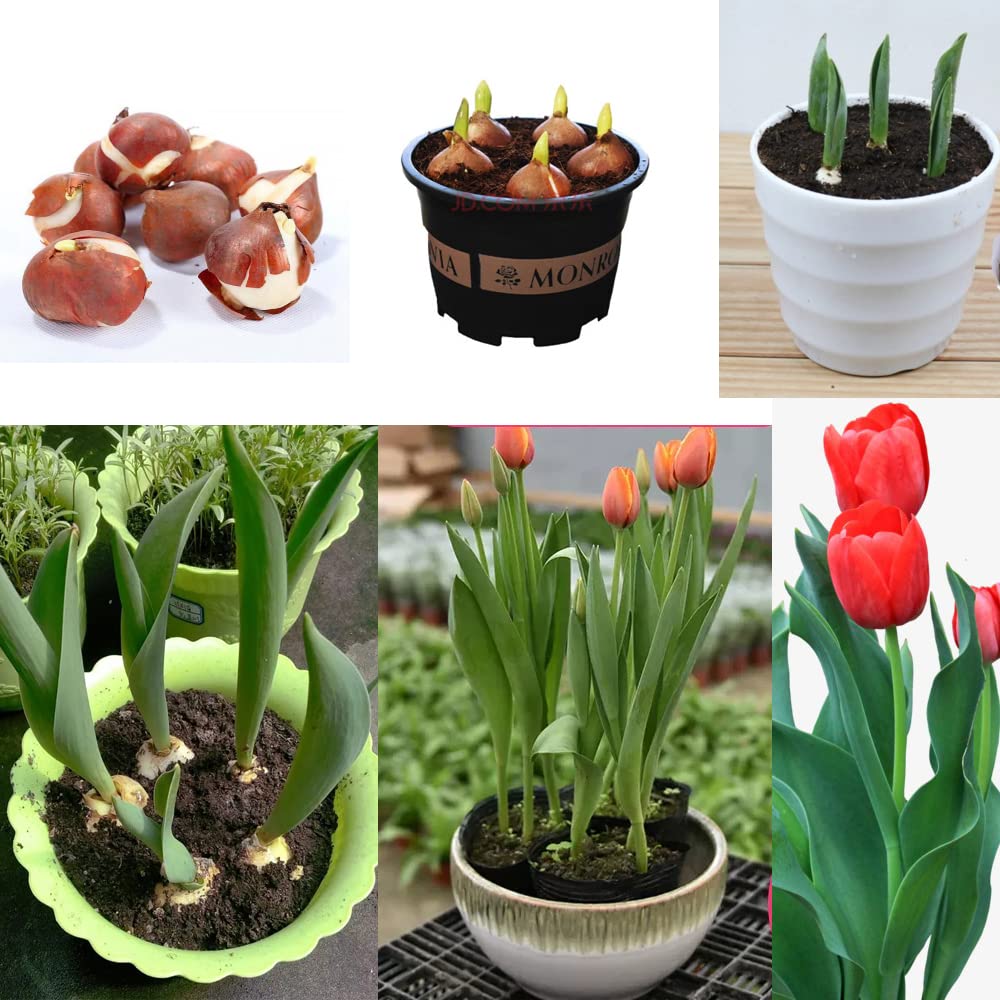 3pcs Tulip Bulbs Mixed Tulips Varieties Collection Tulips Bulbs for Gardens Spring Flowering Bulbs Ready to Plant Flower Bulbs Add a Pop of Vibrant Color to Your Garden with Beautiful Tulip Bulbs