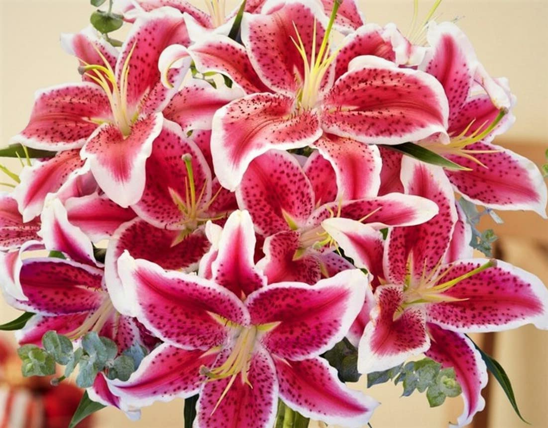 Stargazer Lily Large Flowering Bulb, Fragrant Perennial Bloomer