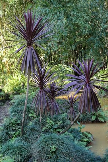 30 Red Cabbage Palm Tree Seeds for Planting - Cordyline Australis 'Purpurea'