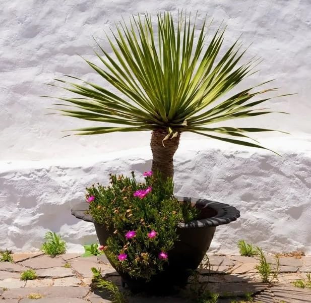 5 Sword Palm Bonsai Tree Seeds, Does Well Indoors