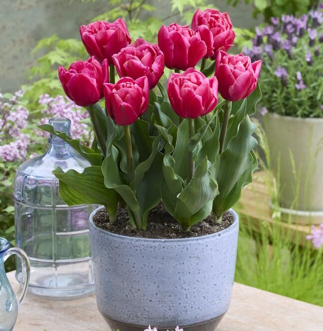 Tropical Sunset Double Tulip Bulbs for Planting - Easy to Grow Perennial Tulips