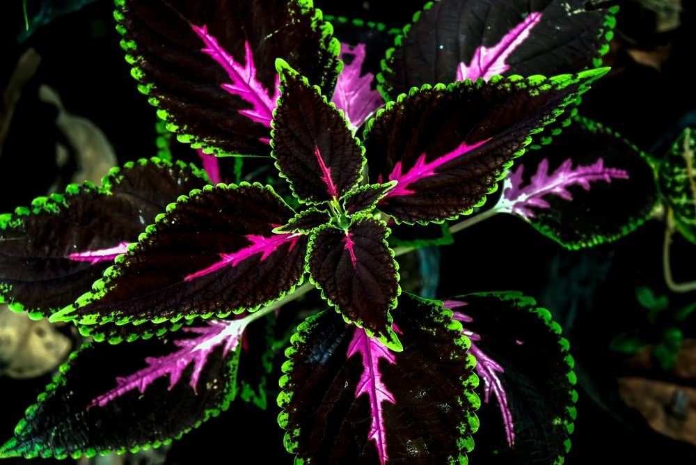 Coleus Kong Red Seeds - 10 Rare Seeds for Planting - Vibrant Blooms, Great for Shade or Indoors -Ships from Iowa, USA