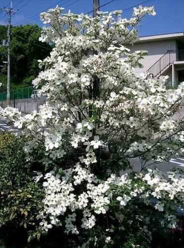 10 American WHITE FLOWERING DOGWOOD Small Tree Cornus Florida Southern Seeds