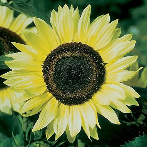 1,000+ Sunflower Seeds for Planting - Jumbo Mix Pack - 15+ Varieties - (Helianthus annuus) - Non-GMO Seeds