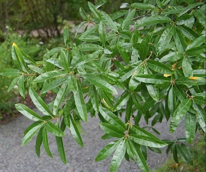 10 Willow Oak Tree Seeds for Planting - Quercus phellos