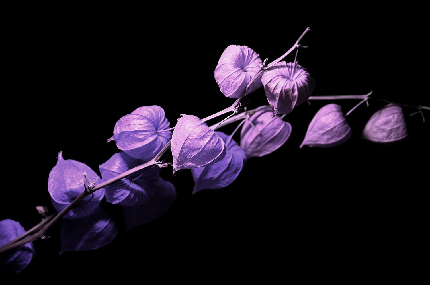 Purple Chinese Lantern Seeds for Planting - 50 Seeds - Exotic Garden Seeds