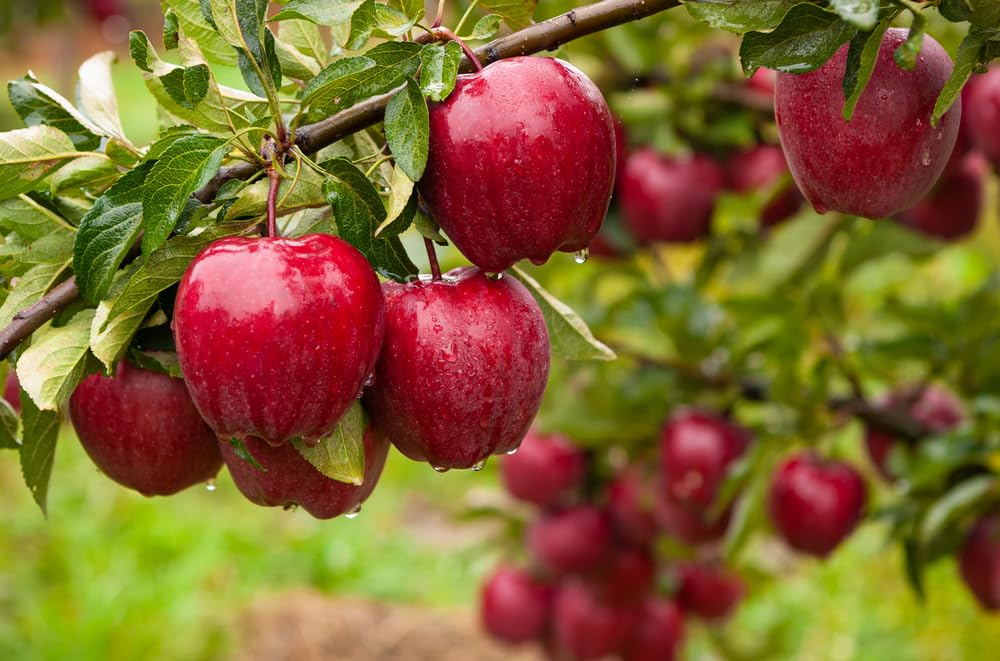 1 Apple Tree Seedling for Planting - Malus Pumila, Common Apple