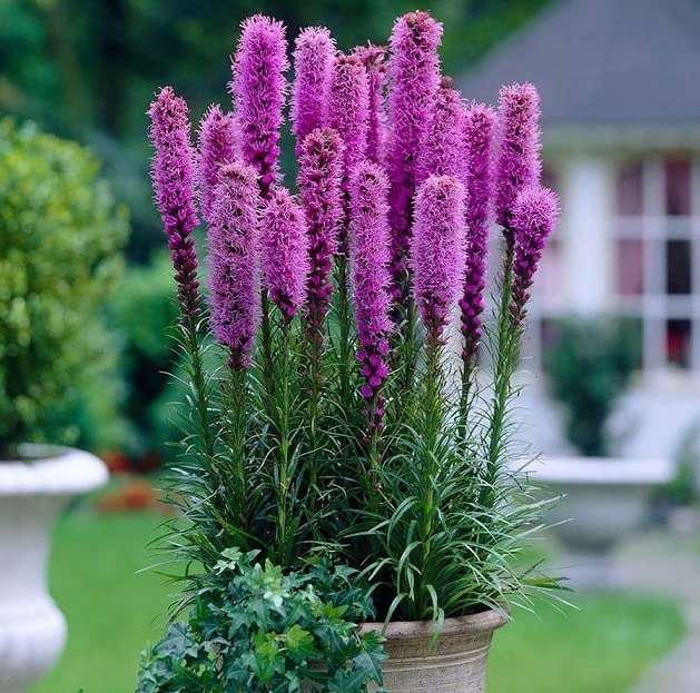 Purple Gayfeather - Liatris Spicata - 50 Seeds - Blazing Star