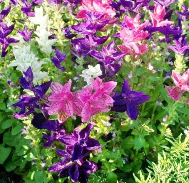 Tricolor Mix Clary Sage Flower Seeds for Planting (100 Seeds)