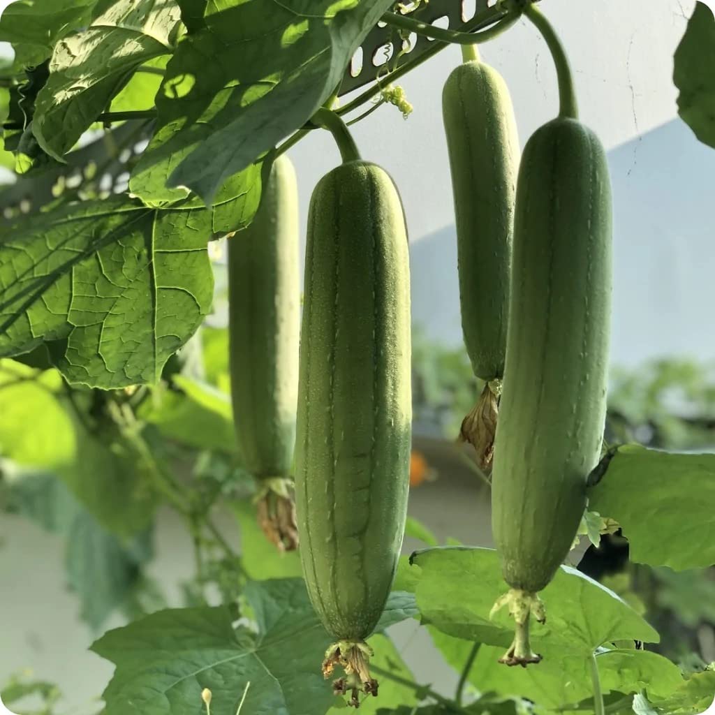 Luffa Gourd Seeds 25+