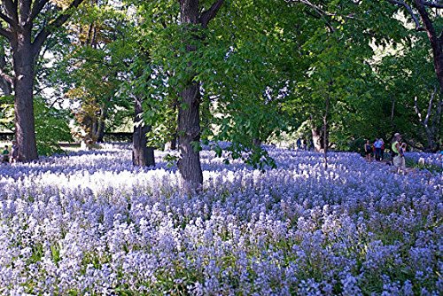 HYACINTHOIDES HISPANICA (10 Blue BULBS)A.K.A Wood Hyacinth or Spanish Bluebells