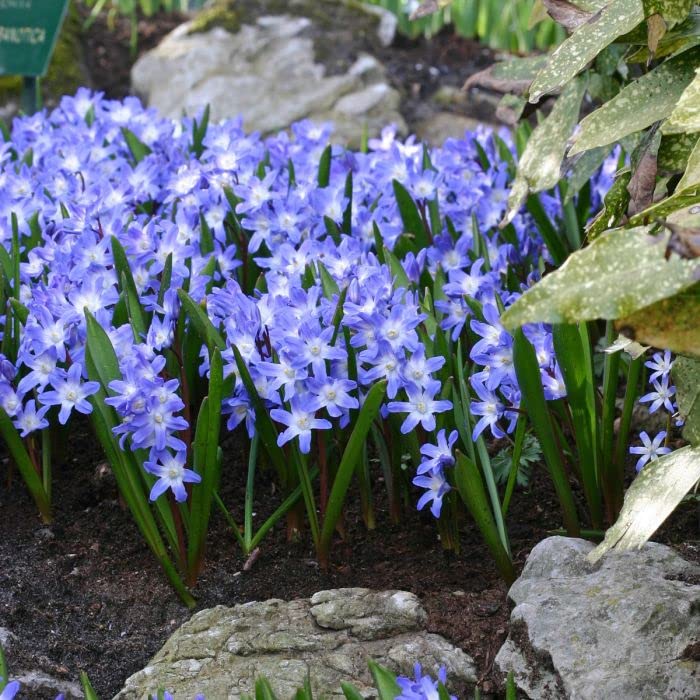 Glory of The Snow Bulbs for Planting - Chionodoxa "Luciliae" - Stunning Early Blooming Scilla Flowers