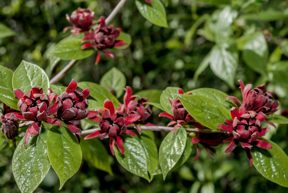 Sweetshrub Seedlings for Planting - Live Tree Seedlings - Calycanthus Florida - Carolina-Allspice