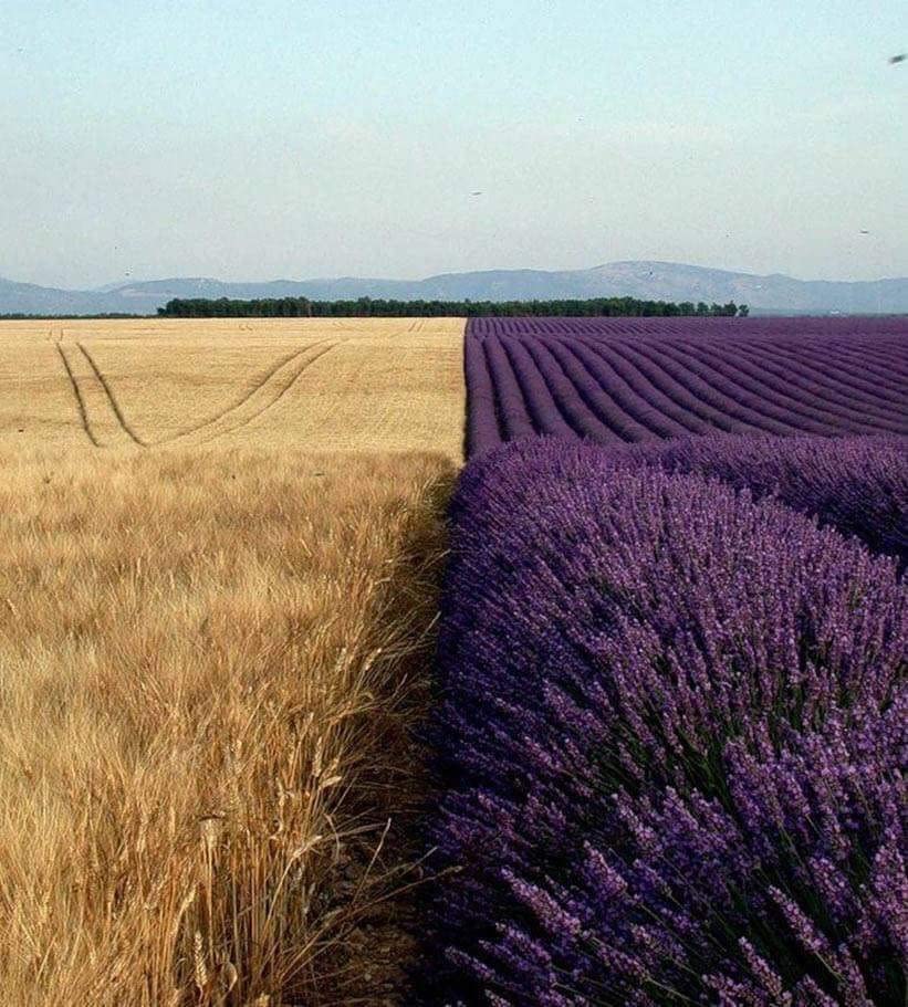 Lavender Seeds to Grow | 100+ Seeds | Grow This Fragrant Spice in Your Own Garden